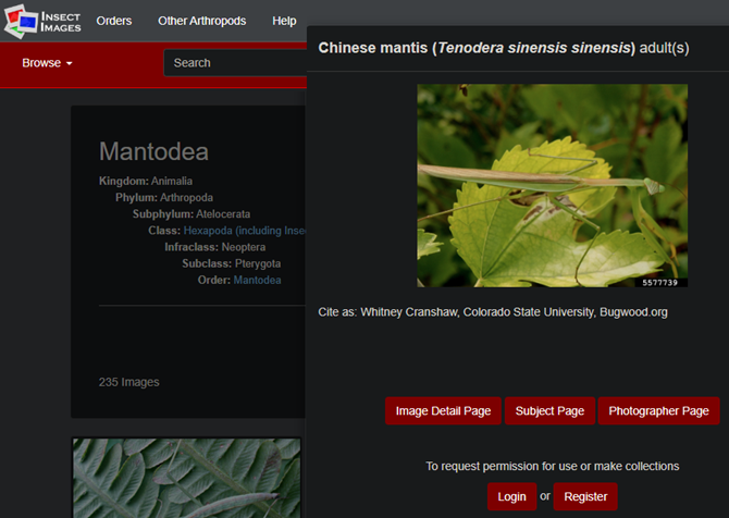 /bc/images/Insect-Images-Site.png /bc/images/Insect-Images-Site.png