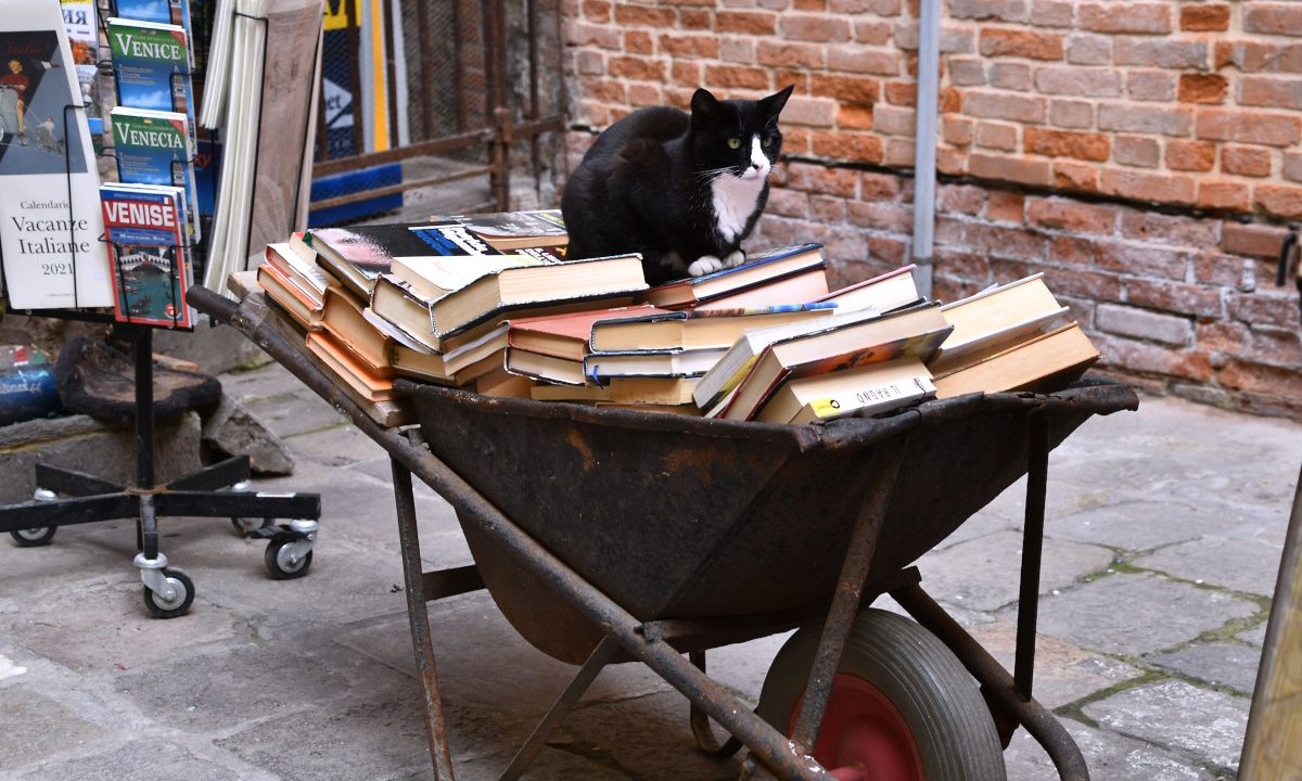 /bc/images/cat-on-cart-filled-with-books.jpg /bc/images/cat-on-cart-filled-with-books.jpg