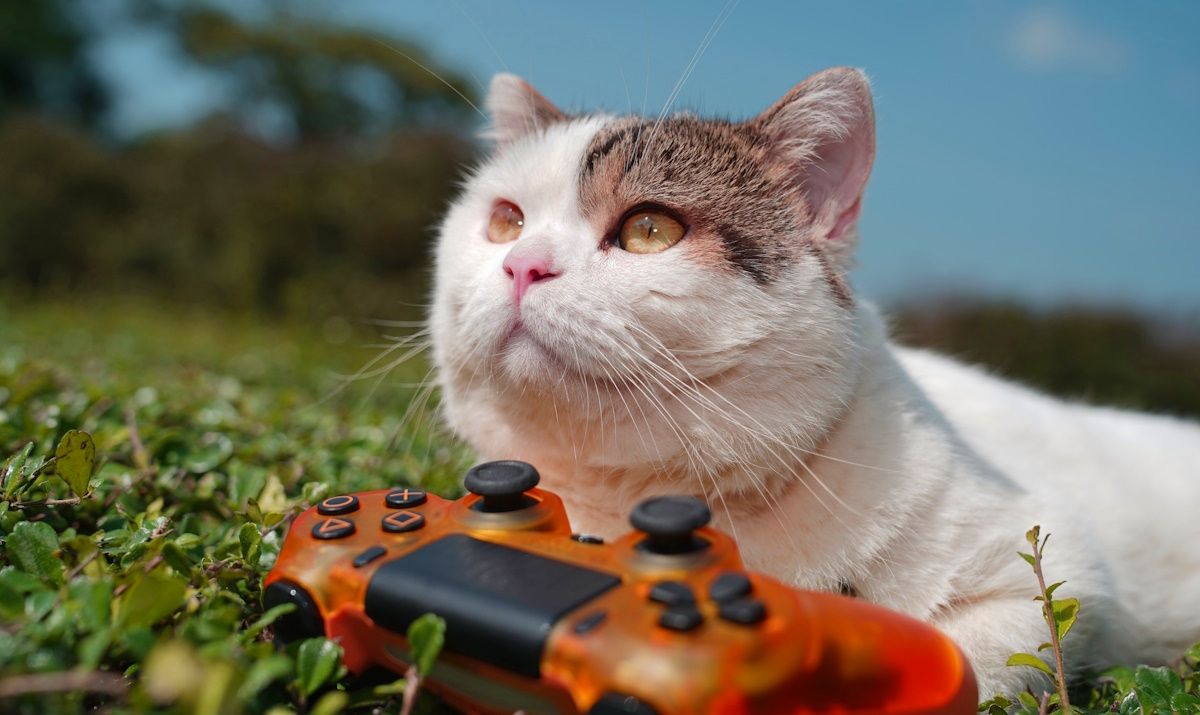 /bc/images/cat-with-a-gamepad.jpg /bc/images/cat-with-a-gamepad.jpg