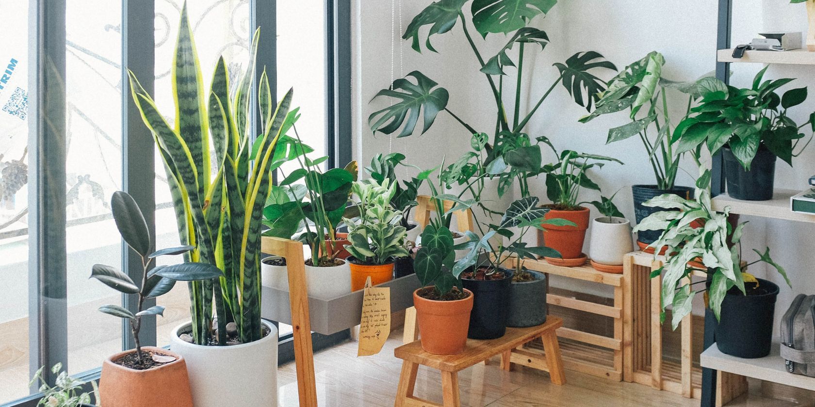 /bc/images/house-plant-collection.jpg /bc/images/house-plant-collection.jpg