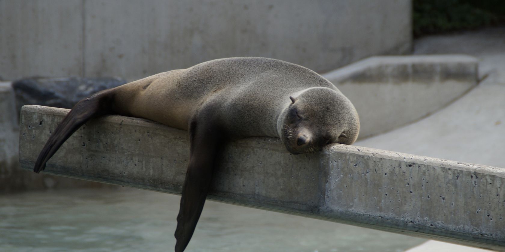 /bc/images/seal-424301_1920.jpg /bc/images/seal-424301_1920.jpg