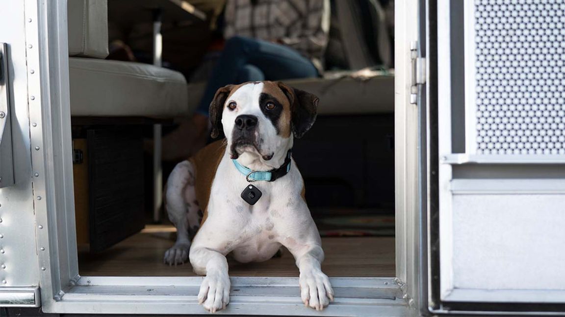 /bc/images/tile-dog.jpg /bc/images/tile-dog.jpg