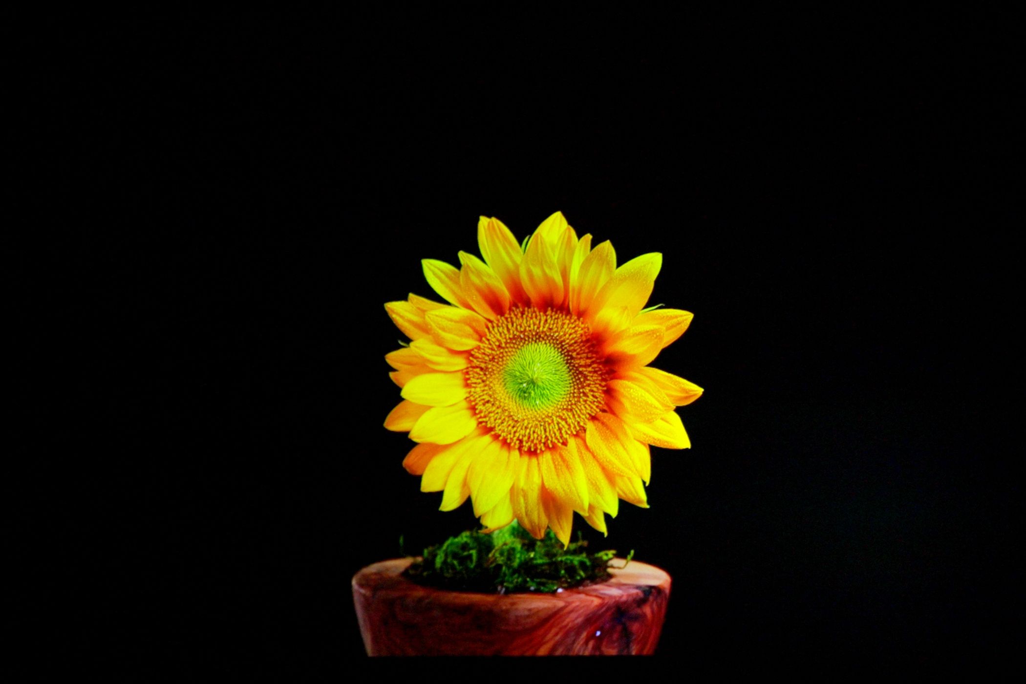 /bc/images/xgimi-horizon-ultra-yellow-flower.jpg /bc/images/xgimi-horizon-ultra-yellow-flower.jpg