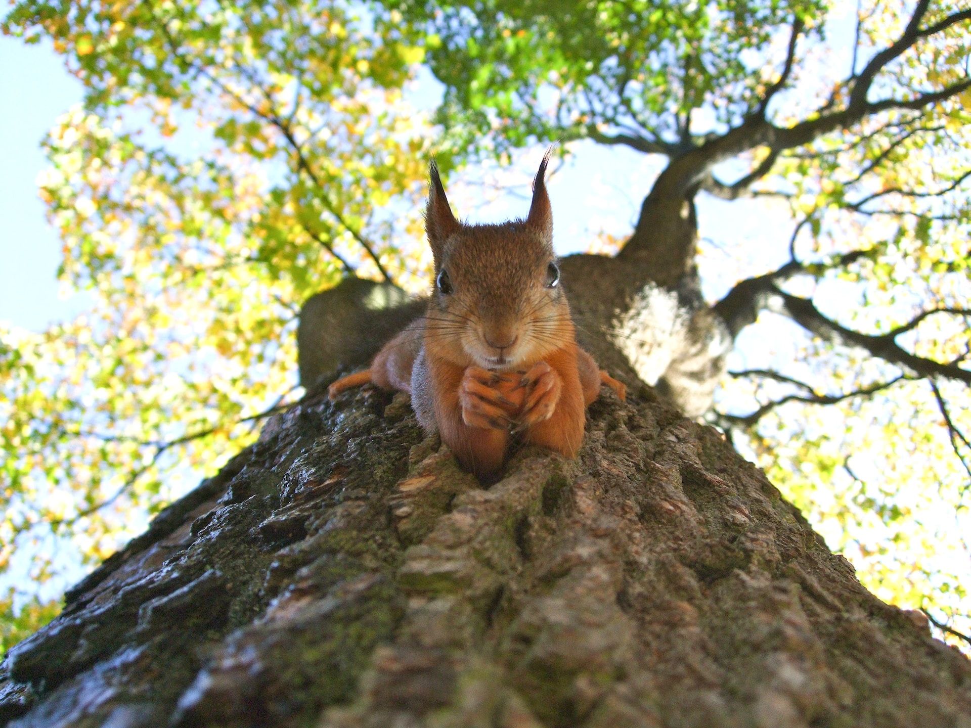 /nl/images/squirrel-in-tree.jpg