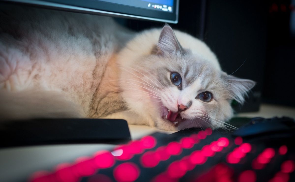 /pt/images/a-cat-hissing-at-a-keyboard.jpg