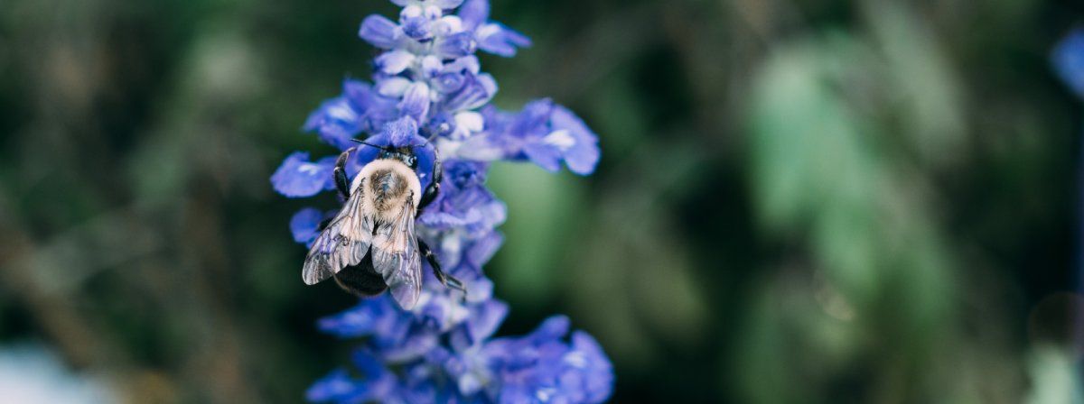 /pt/images/bumble-bee-on-a-flower.jpg