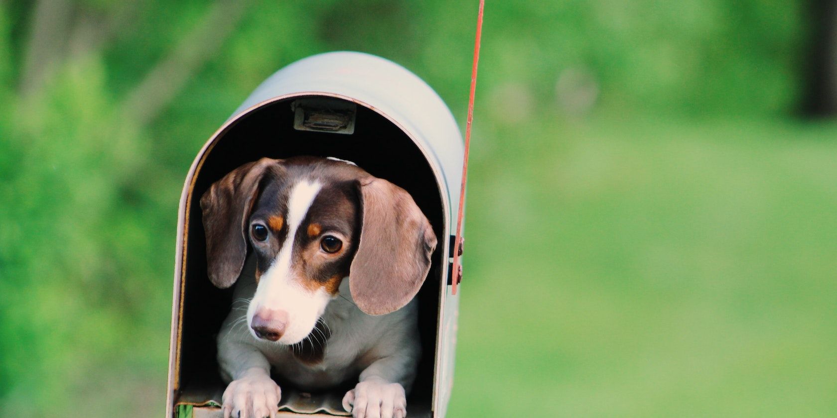/pt/images/cute-dog-inside-a-mailbox.jpg
