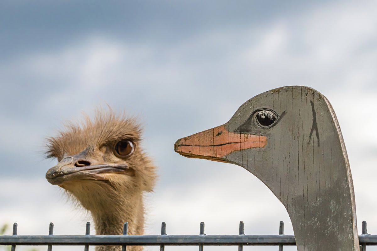 /pt/images/real-and-fake-ostrich.jpg