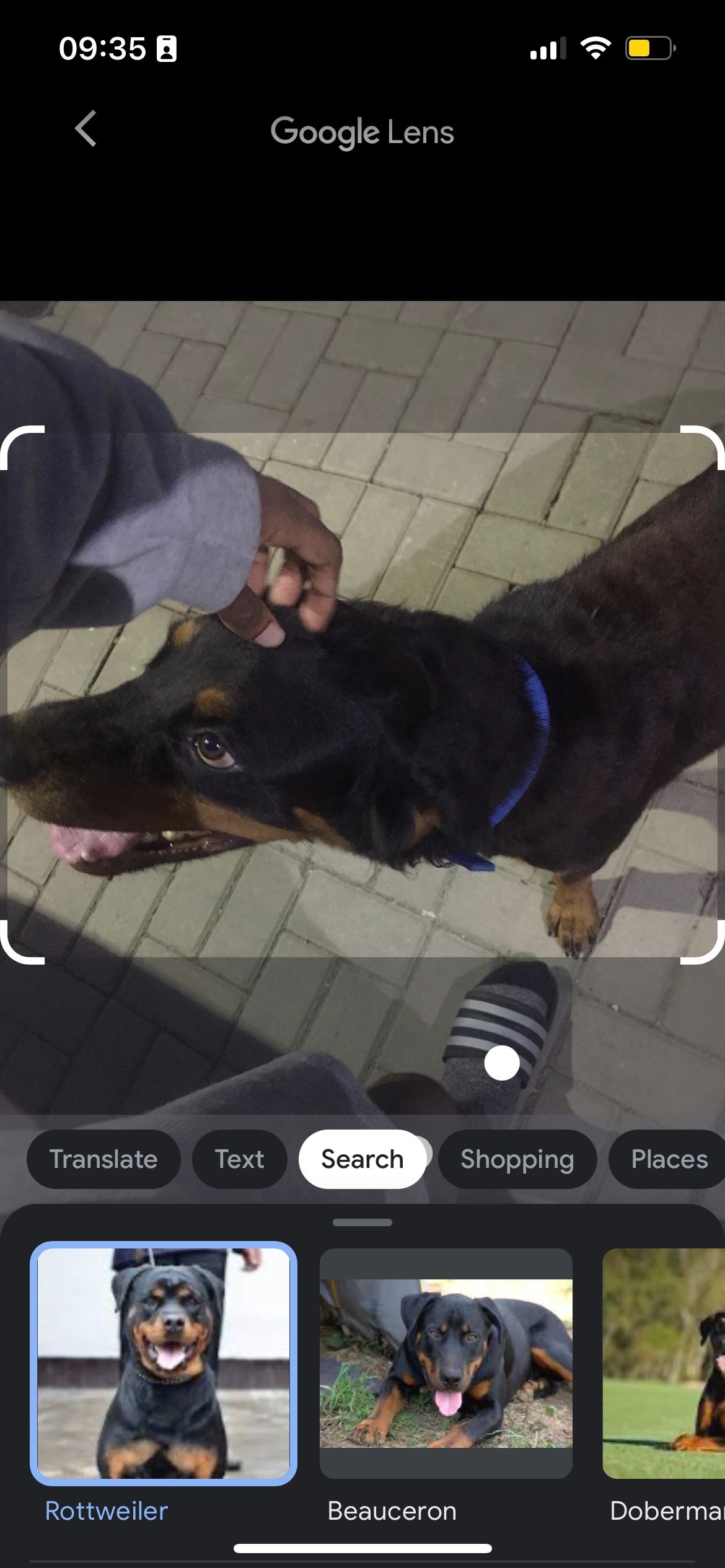 /pt/images/results-for-searching-the-photo-of-a-dog-using-google-lens.jpeg