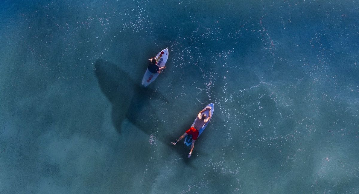 /pt/images/shark-swimming-under-two-surfers.jpg
