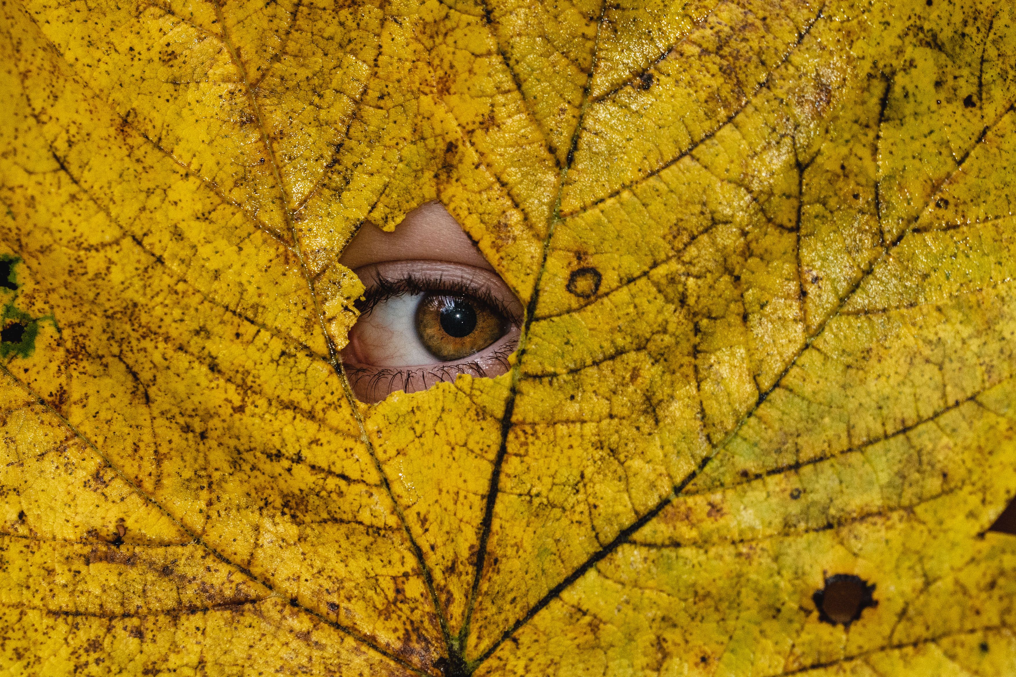 /sv/images/Hide-and-Seek-child-peeks-through-leaf.jpg