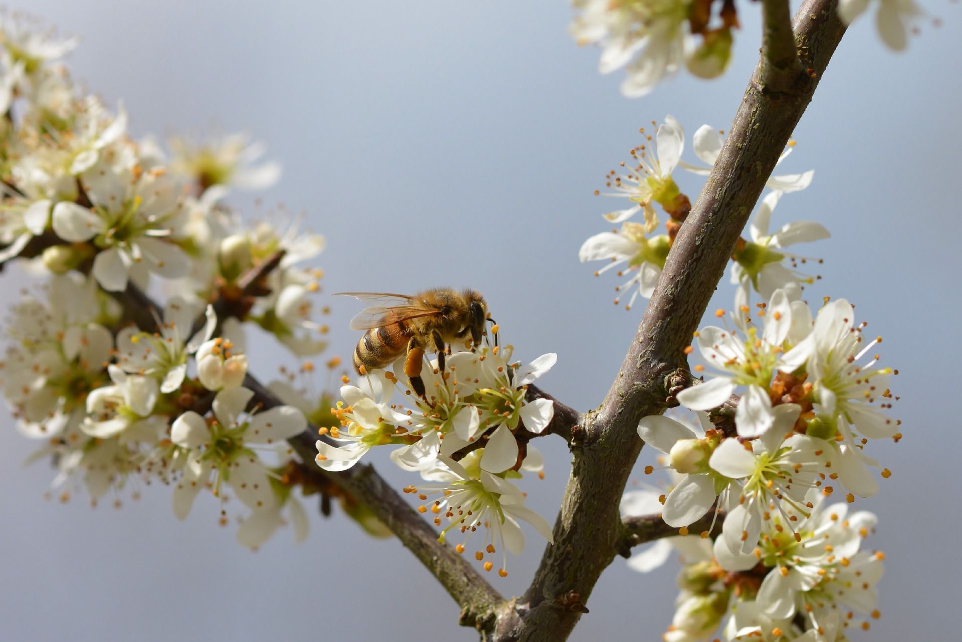 /sv/images/beautiful-blossoms-with-bee-collecting-nectar.jpg