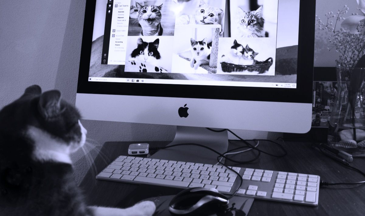 /sv/images/cat-on-a-computer.jpg