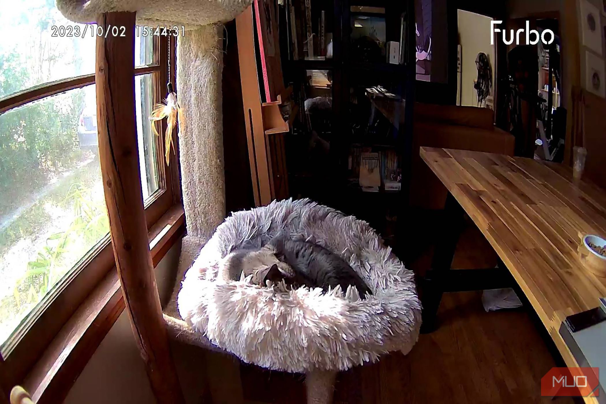 /sv/images/furbo360catcamera_samplephoto.jpg