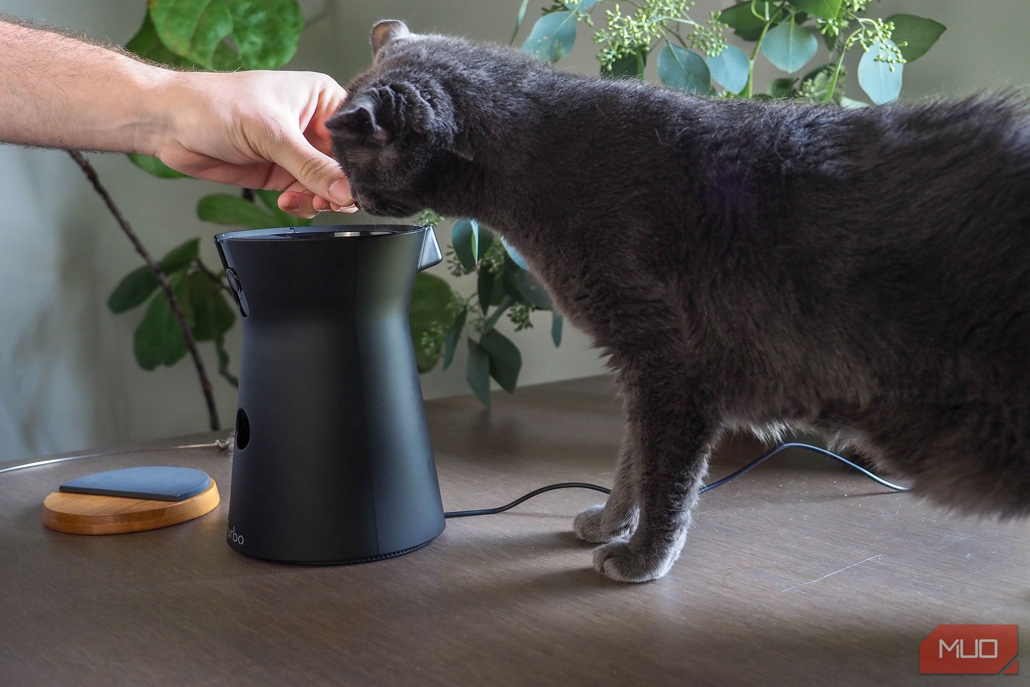 /sv/images/furbo360catcamera_smellingtreats.jpg