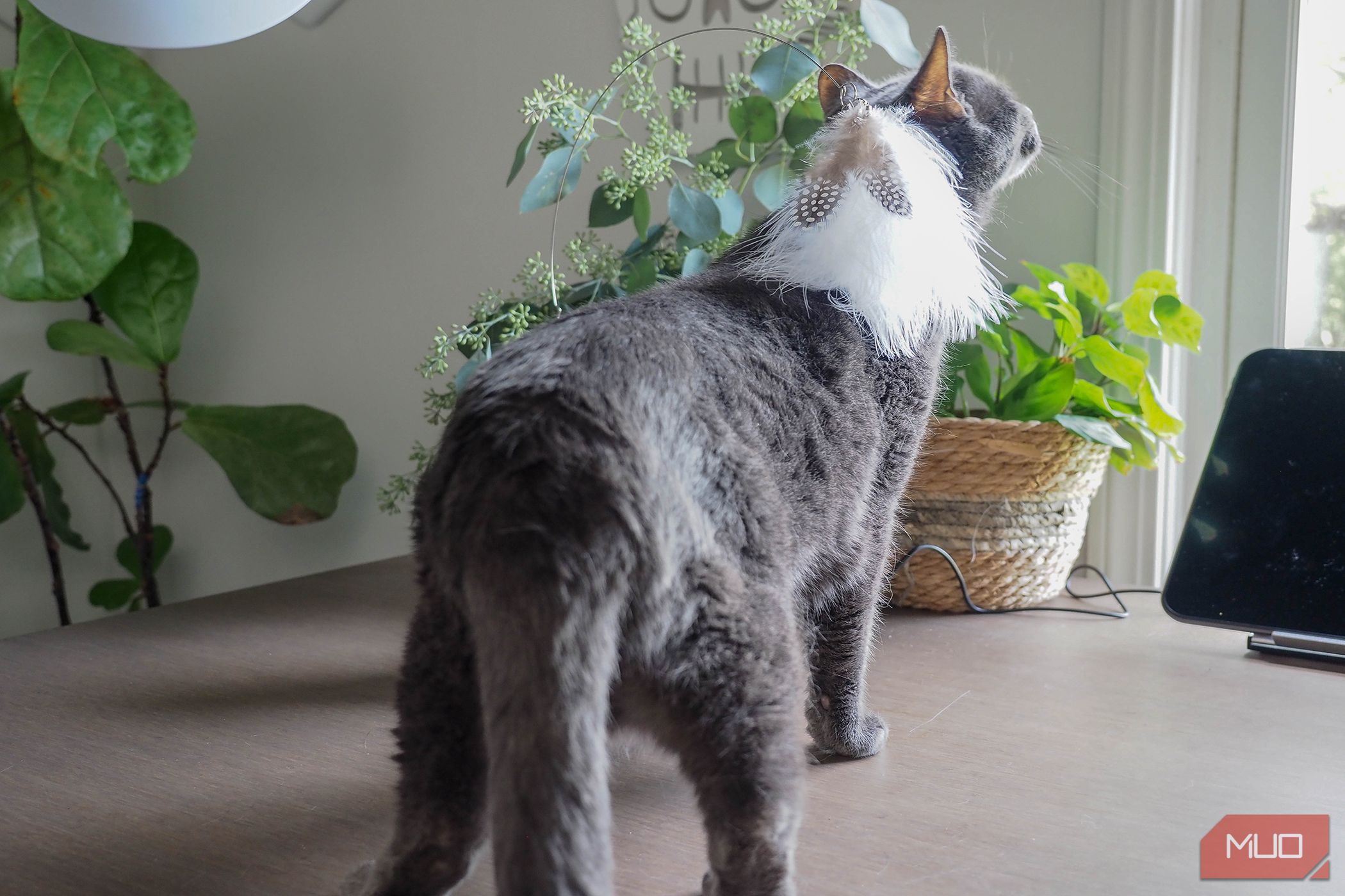 /sv/images/furbo360catcamera_toycatplay.jpg