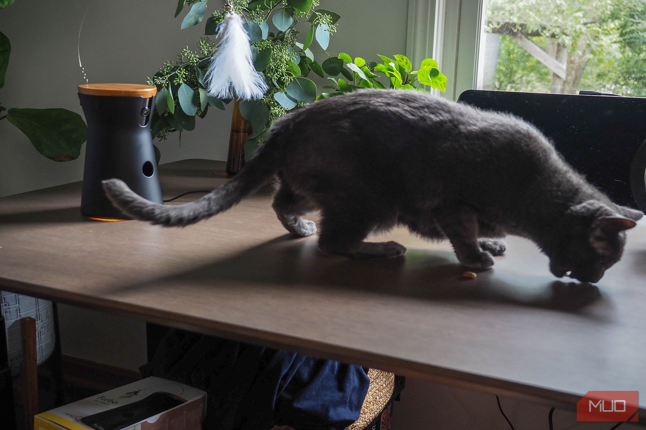 /sv/images/furbo360catcamera_treateating.jpg