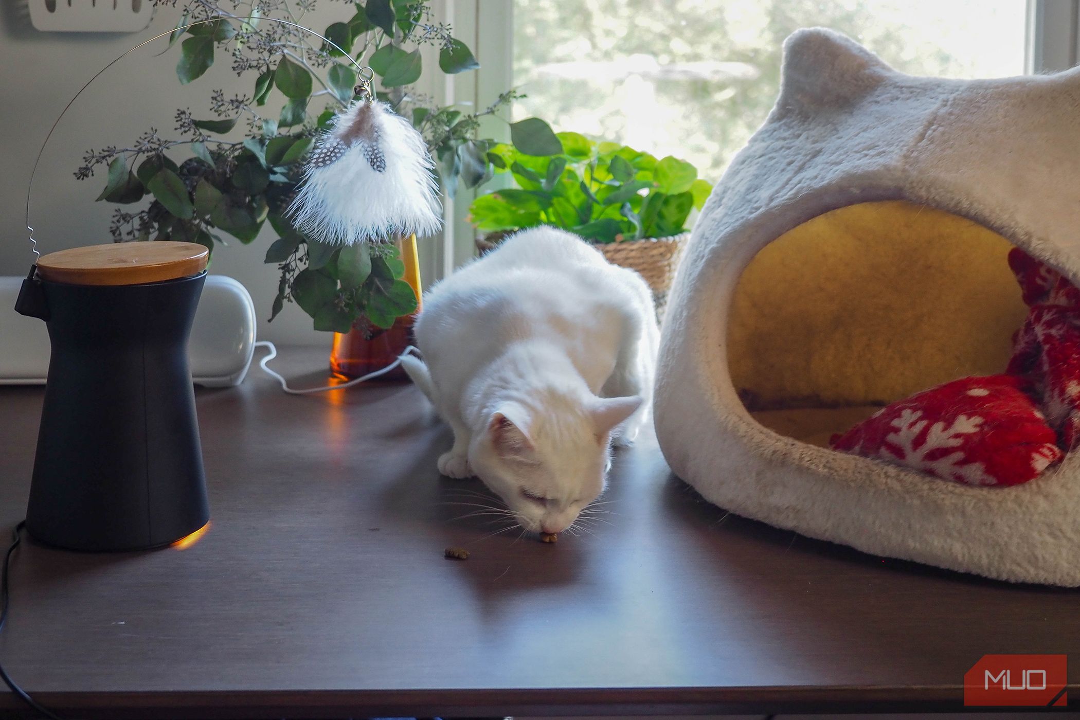 /sv/images/furbo360catcamera_treattosseating.jpg