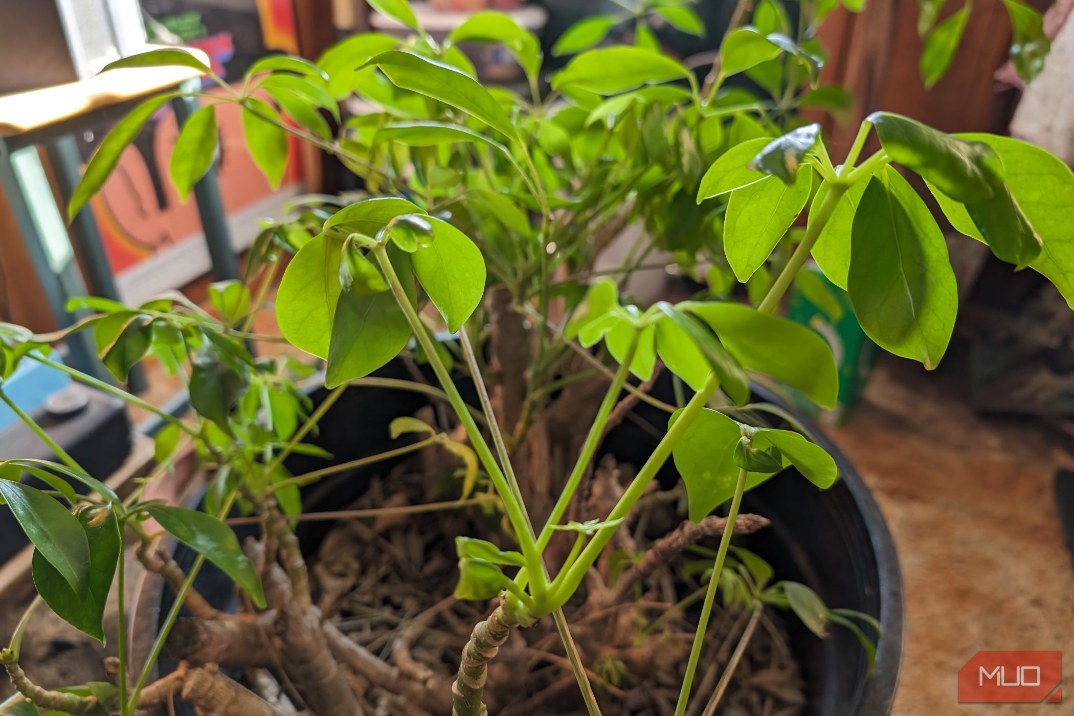 /sv/images/google-pixel-8-review-camera-sample-plant-1.jpg