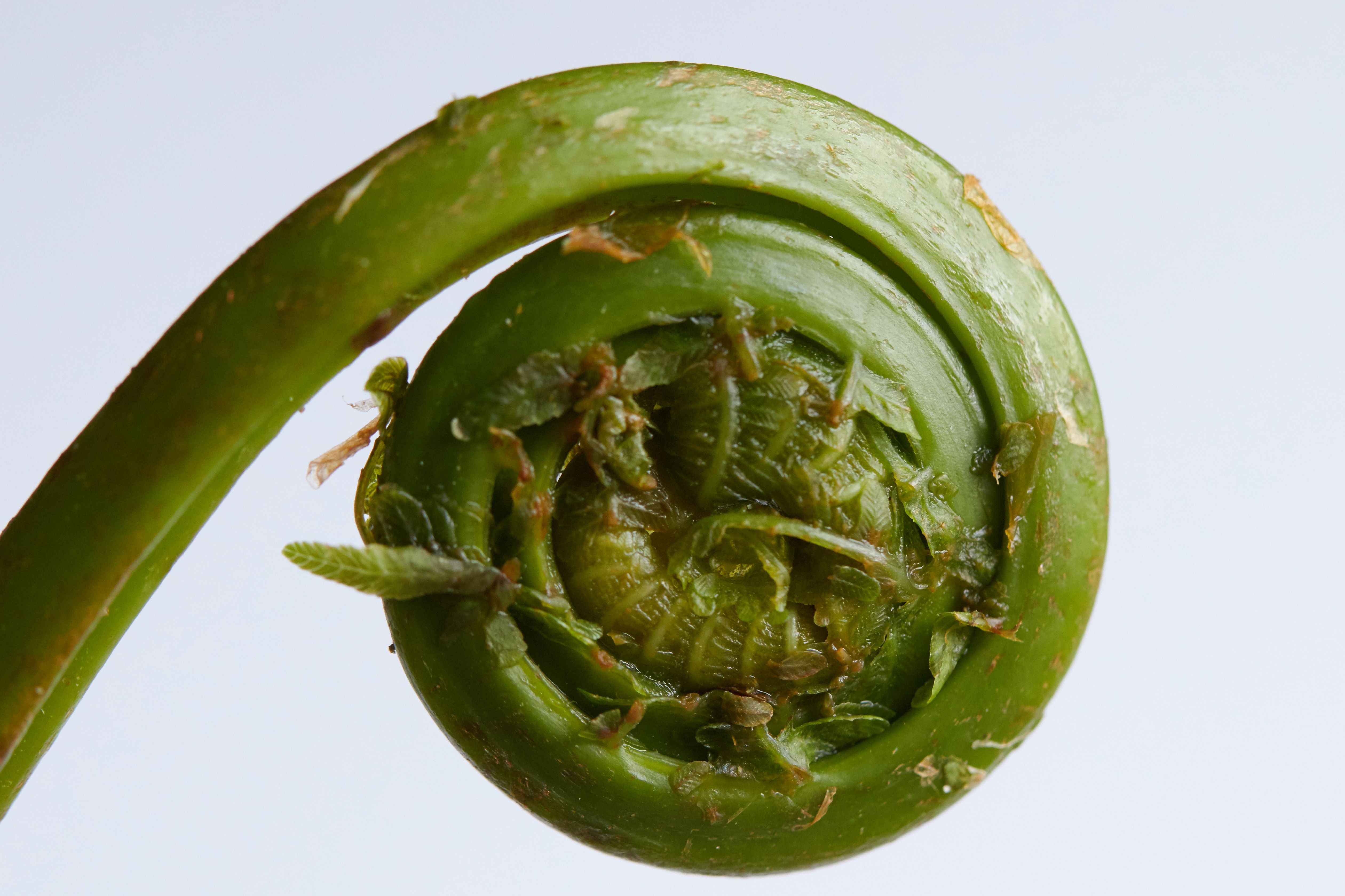 /sv/images/green-fern-rolling-out.jpg