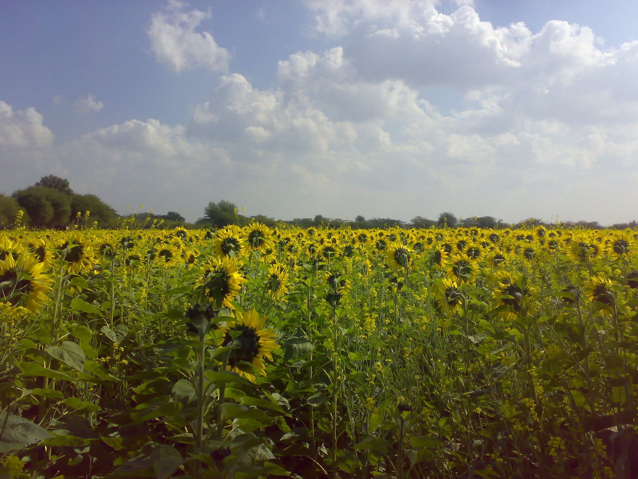/sv/images/sunflower-field-blue-sky-stock-image.jpg