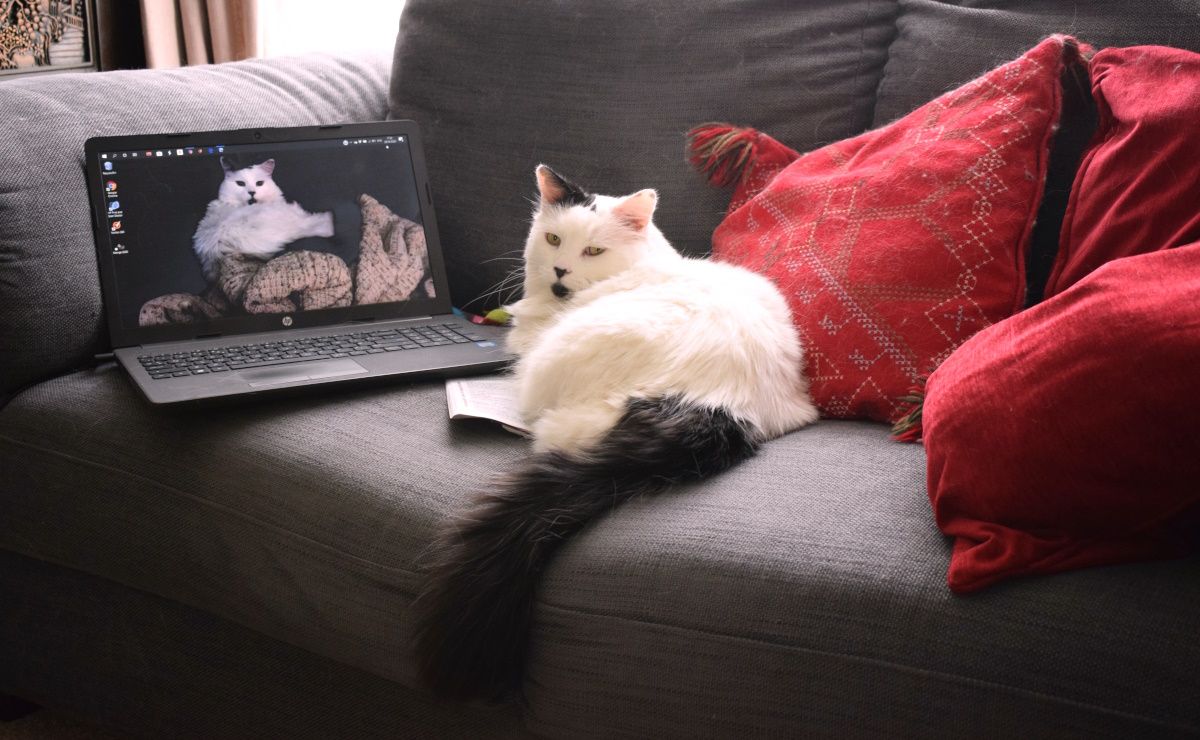 /sv/images/white-cat-browsing-cat-picture-on-the-laptop-while-lying-on-the-couch.jpg