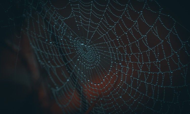 /vi/images/closeup-of-spider-web.jpg /vi/images/closeup-of-spider-web.jpg